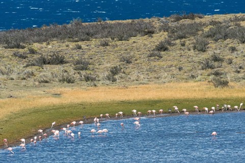 Chilean chilean flamingo