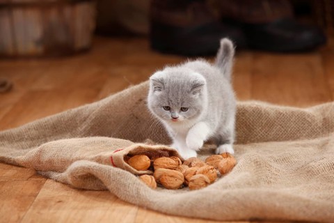 British Shorthair