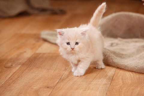 British Longhair