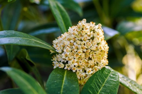 Skimmia