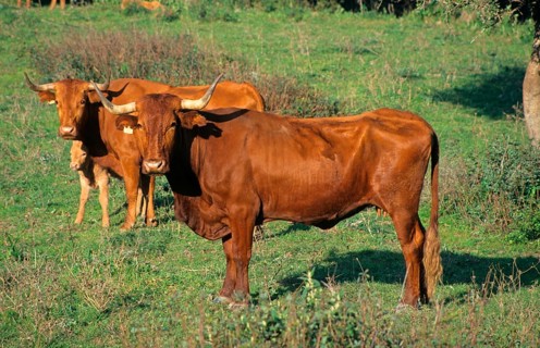 Domestic cattle