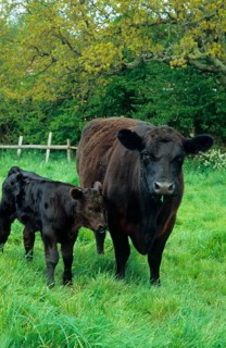 Domestic cattle