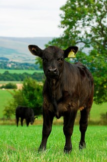Domestic cattle