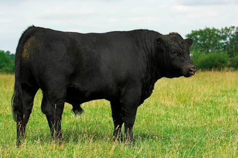 Domestic cattle