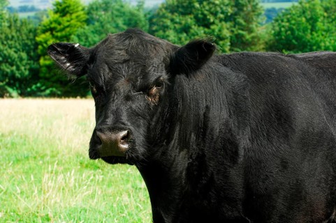Domestic cattle