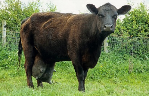Domestic cattle