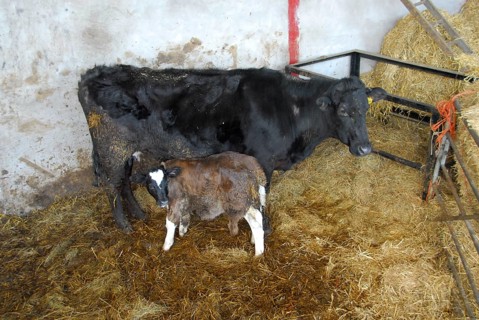 Domestic Cattle