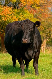 Domestic cattle