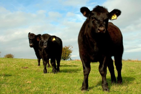 Domestic cattle