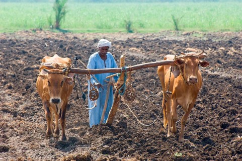 Domestic cattle