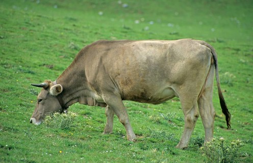 Domestic cattle