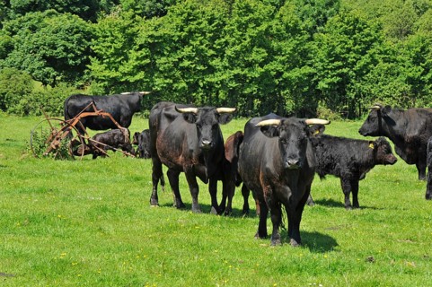 Domestic cattle