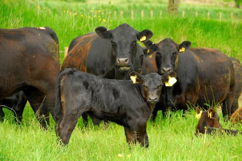 Domestic cattle