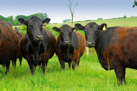Domestic cattle