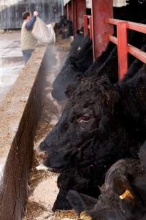 Domestic cattle