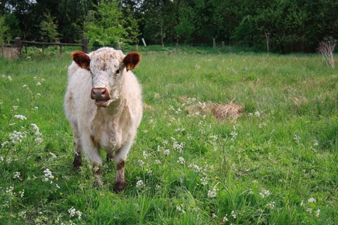 Domestic Cattle