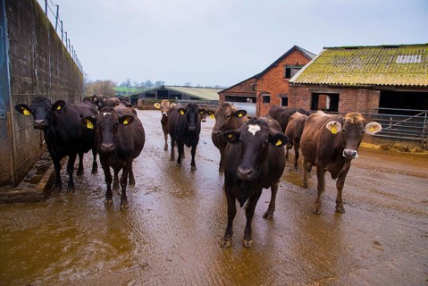 Domestic cattle