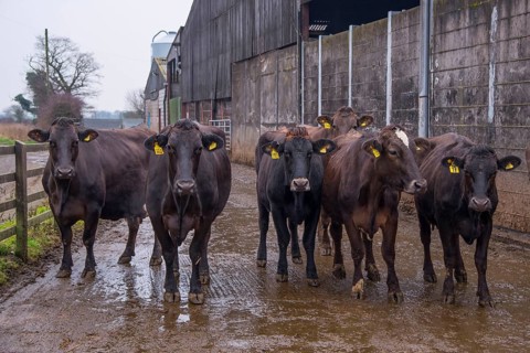 Domestic cattle