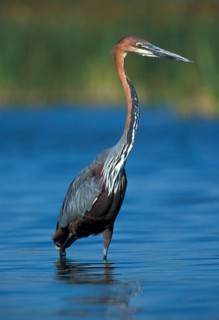 Goliath heron