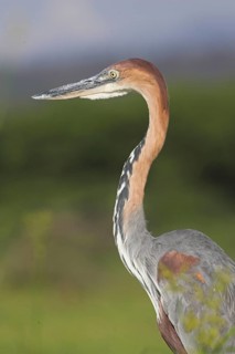 Goliath heron