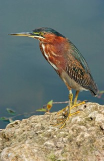 Green Heron