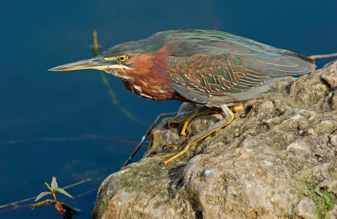 Green Heron