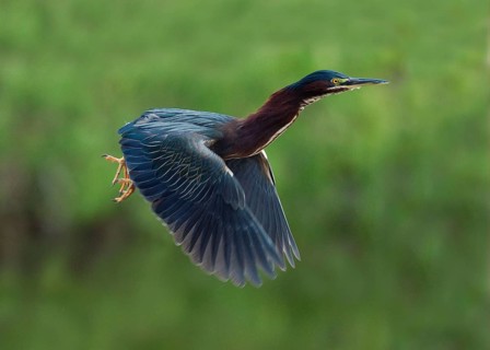 Green striated heron