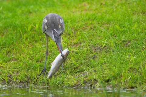 Grey heron