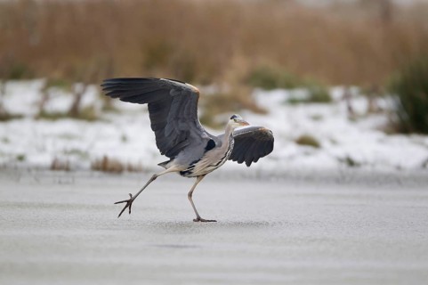 Grey Heron