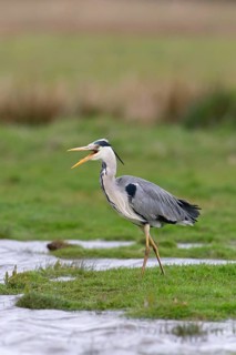 Grey Heron