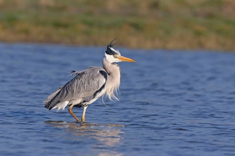 Grey Heron