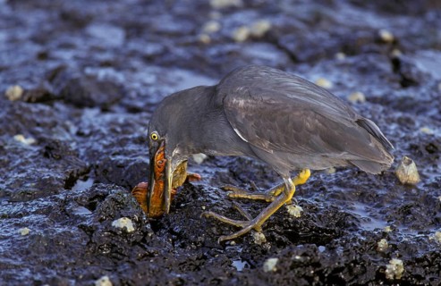 Galapagos Heron