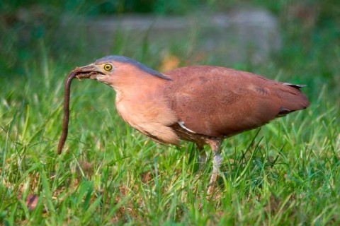 Malayan malayan night heron