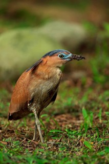Malayan malayan night heron