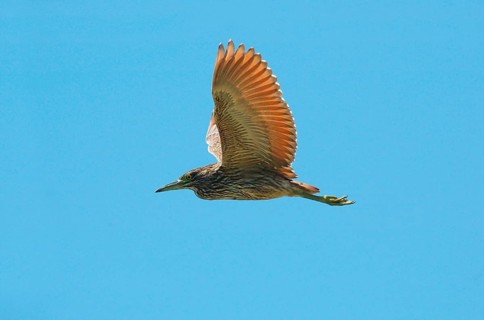 South Sea Night-Heron