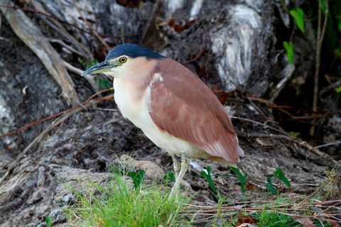 South Sea Night-Heron