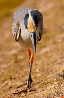 Yellow-crowned night heron