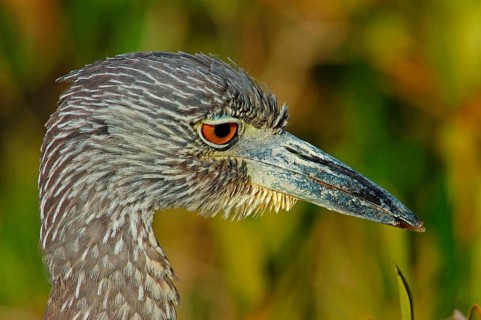 Yellow-crowned night heron