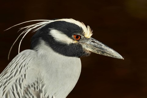 Yellow-crowned Night-heron