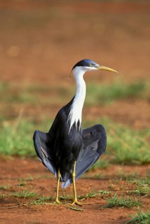 Pied heron