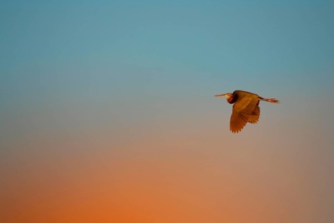 Purple heron