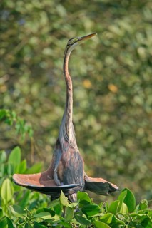 Purple Heron
