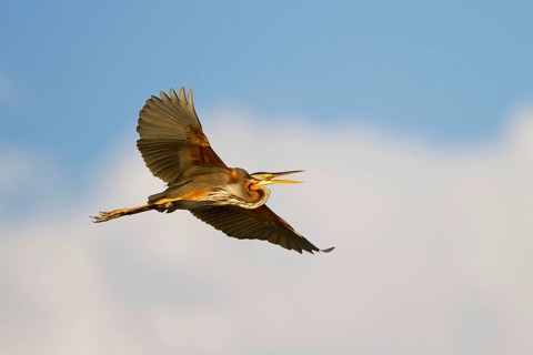 Purple heron