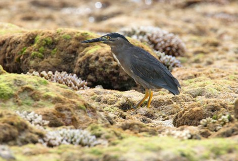 Striated striated heron