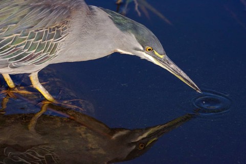 Striated Heron