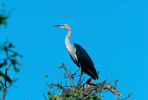 White-necked heron