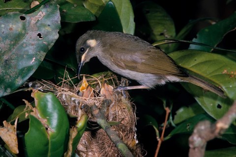 Lesser Lewin Honeyeater