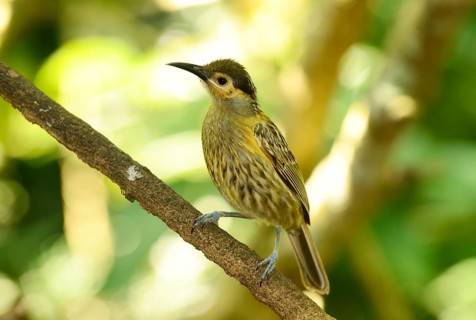Macleay's Honeyeater