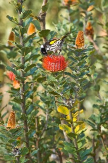 New Holland Honeyeater