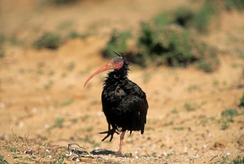 Bald Ibis
